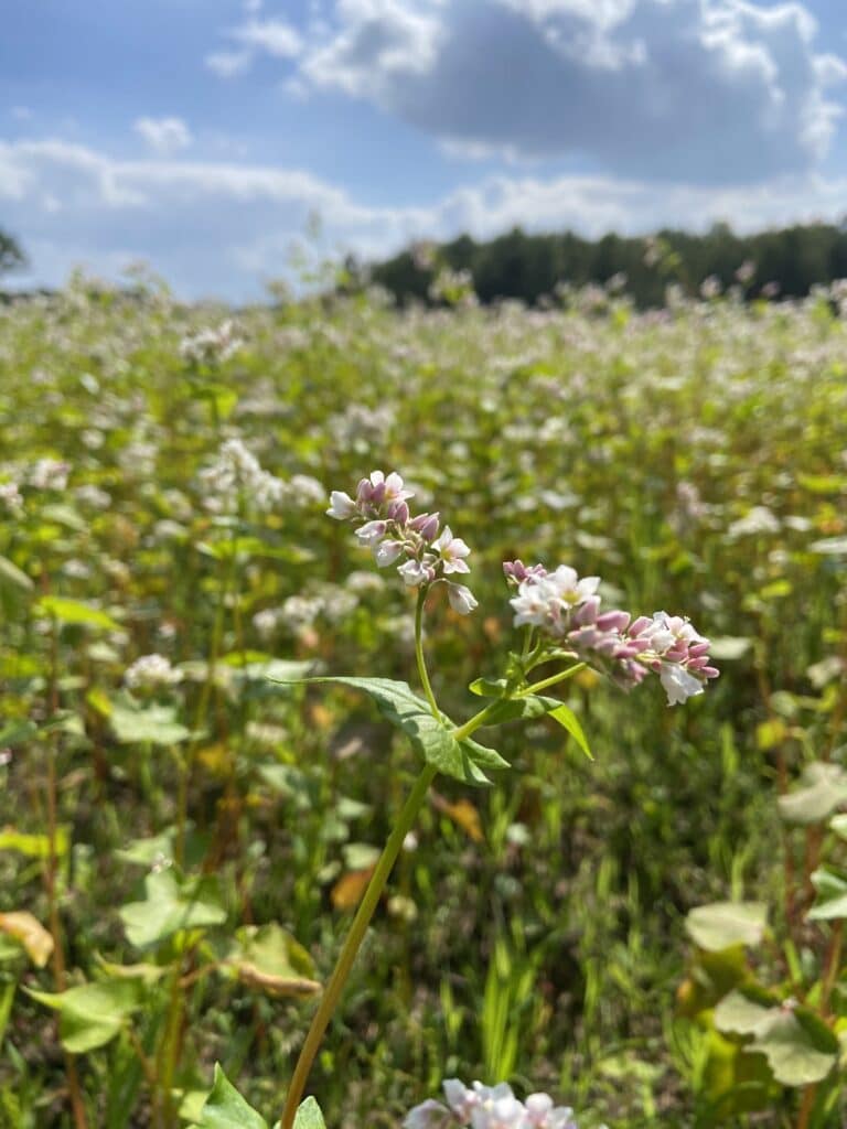 Deze afbeelding heeft een leeg alt-attribuut; de bestandsnaam is boekweitveld-1-768x1024.jpg